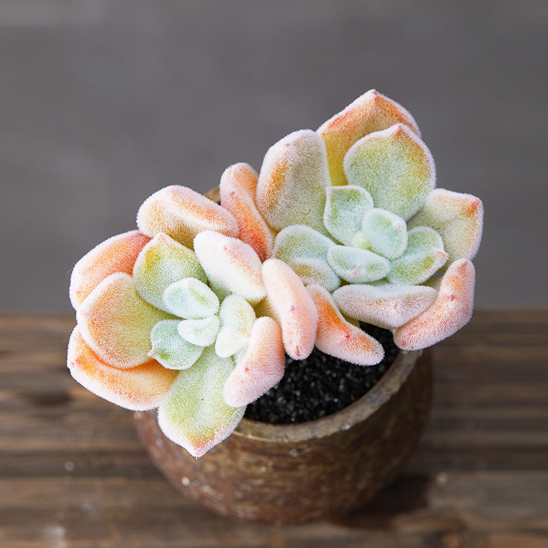 植物美诺花园雪晃星多阳台办公室萌物肉肉高品质多肉植物