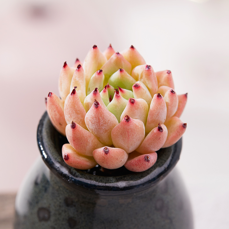 植物美诺花园原始绿爪多肉阳台办公室萌物肉肉多肉植物