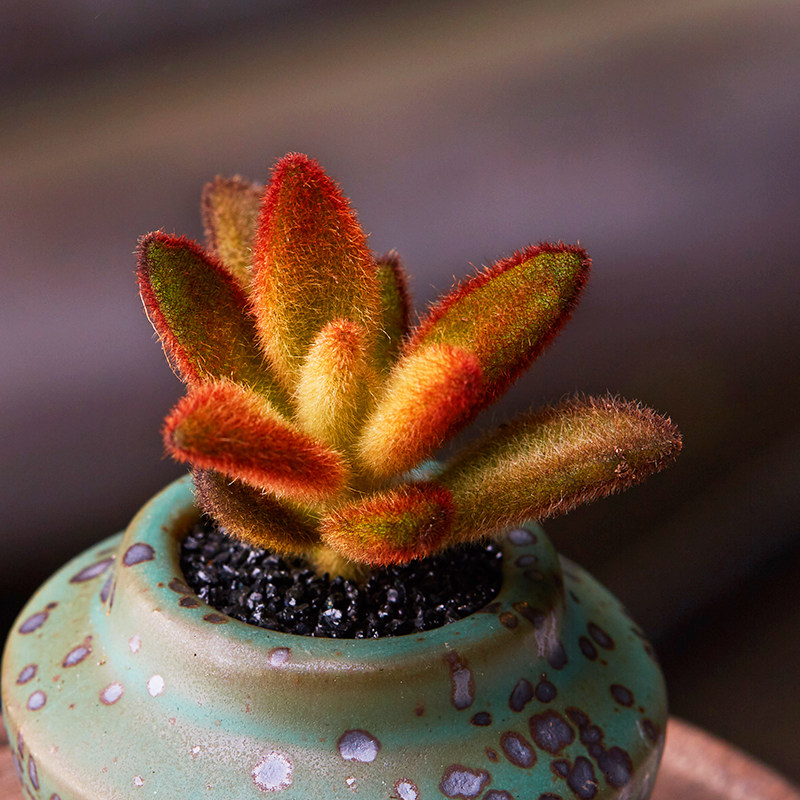 美诺花园 巧克力兔耳 孙悟空兔多肉植物防辐射肉肉植物绿植花卉