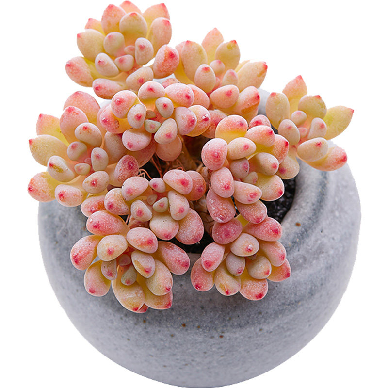 美诺花园绿豆群生多肉植物室内防辐射小盆栽办公室绿植肉肉植物