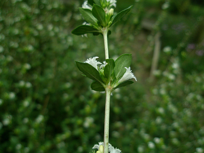 野生正宗中药材六月雪满天星白马骨鸡骨柴千年不大凉粉草鲜品500g