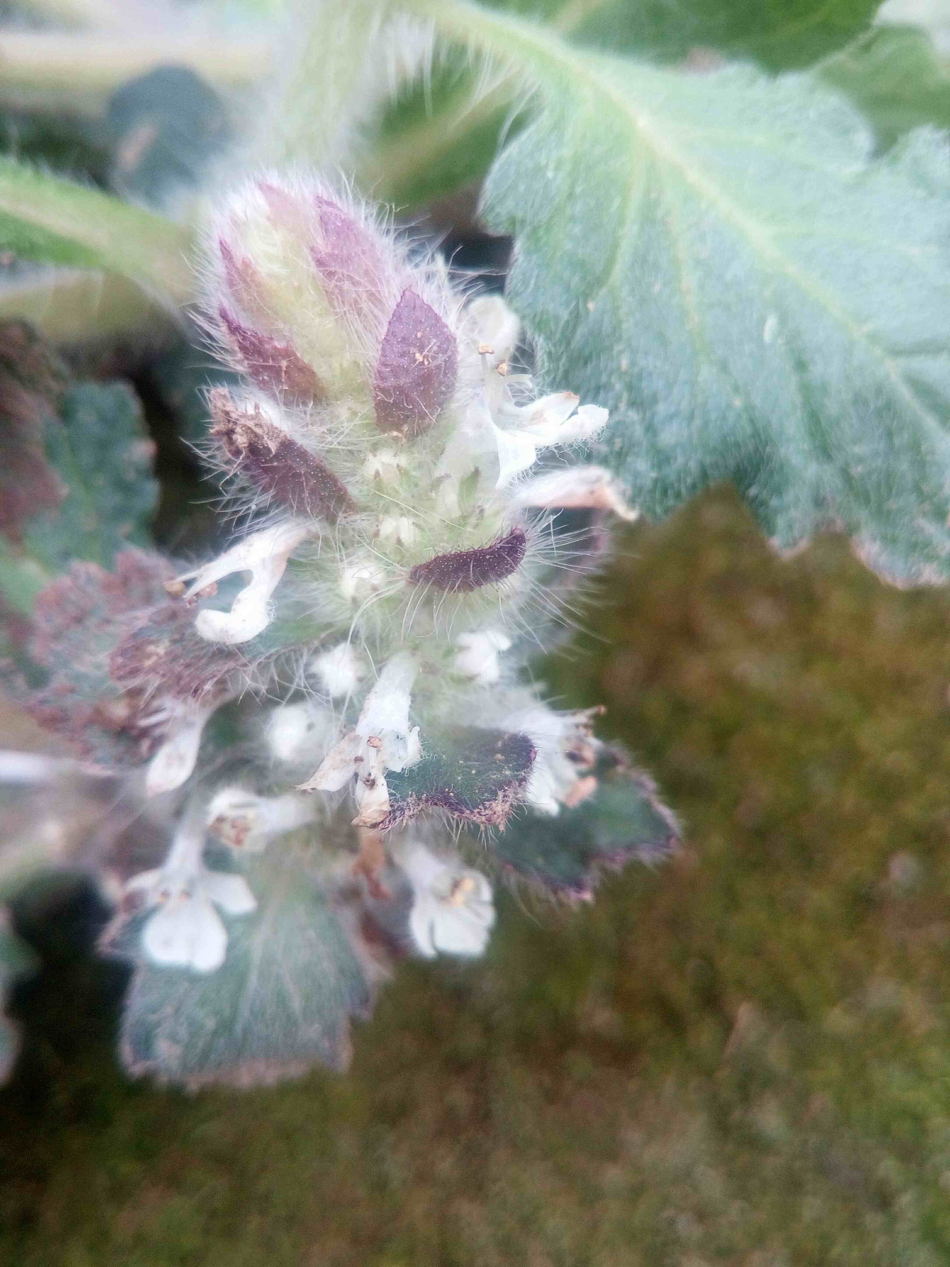 正宗野生中药材白毛夏枯草散血草破血丹苦草白头翁筋骨草鲜品500g