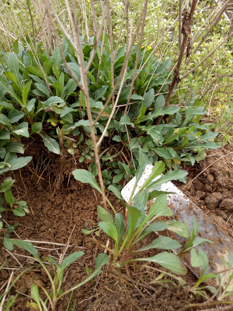 生根草中药别名图片