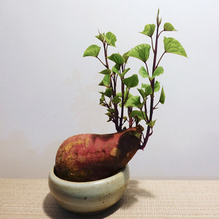 红薯水培水培盆植物玻璃瓶绿植绿萝花瓶盆栽花盆花瓶