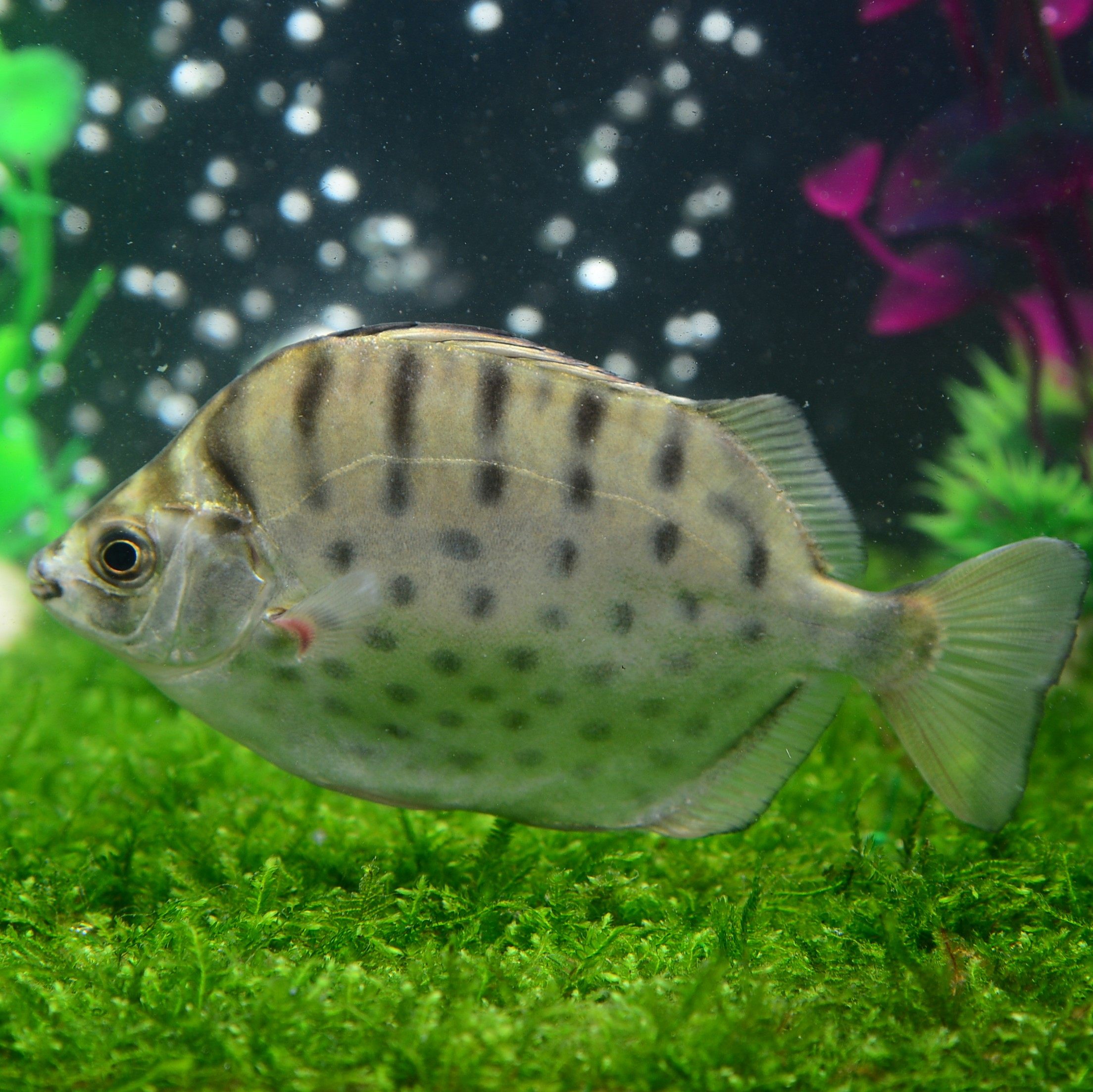 中大型热带鱼观赏鱼银古鱼谈水鱼大型鱼古金线活体鱼