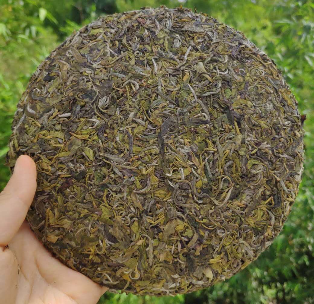 浙江黄茶饼传统紧压茶饼老树温州茶农天润春天黄茶