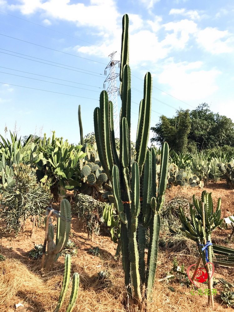 心儿花开 天轮柱 连城角 秘鲁苹果 牙买加天轮柱 鬼面脚天伦柱