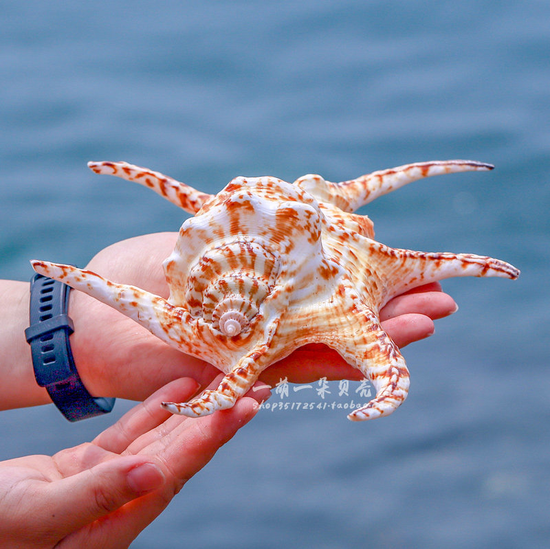 天然海螺贝壳六角家居装饰摆件鱼缸造景拍摄道具海螺