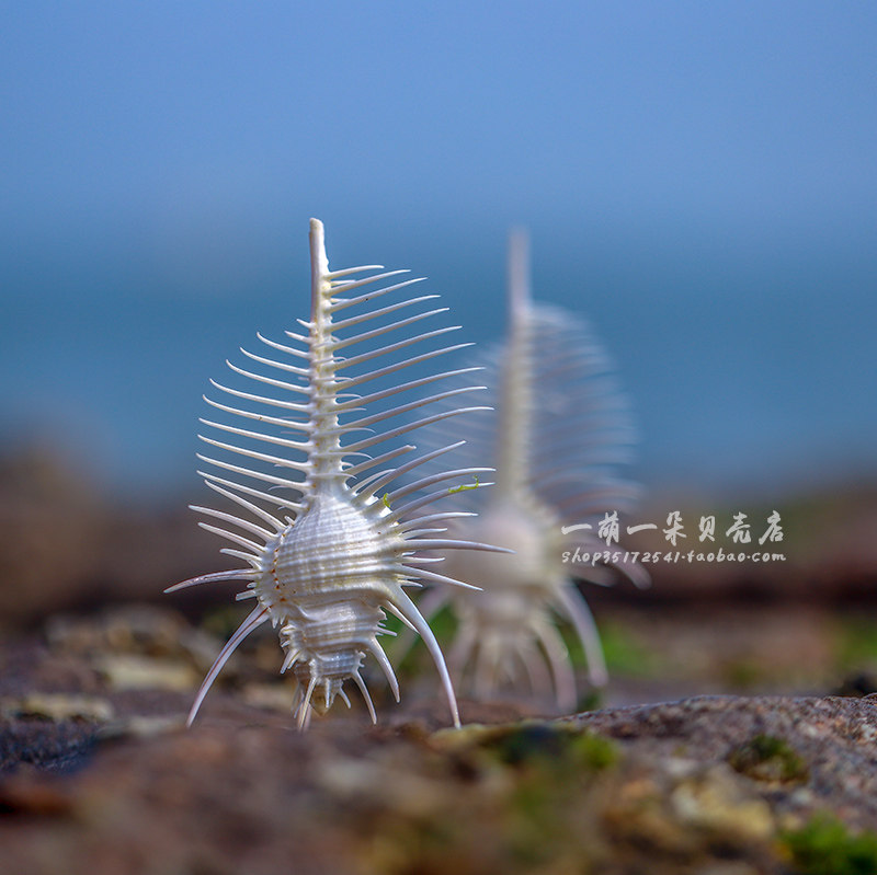 骨螺天然海螺贝壳维纳斯女巫创意造景地中海风情地台海螺