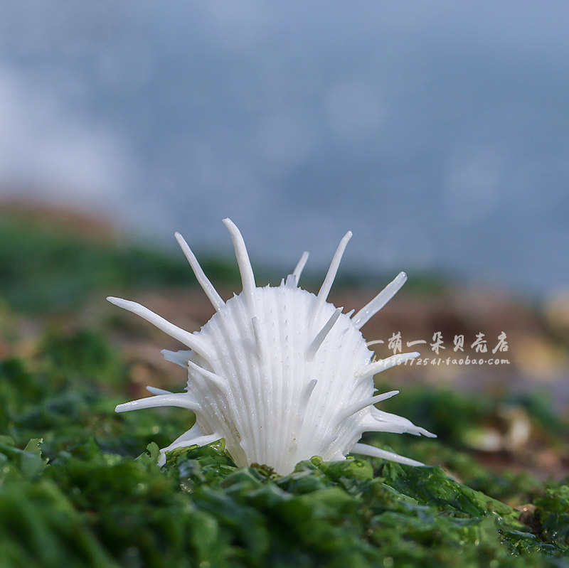 海菊天然标本造景鱼缸饰品居家贝壳珊瑚白海菊海螺