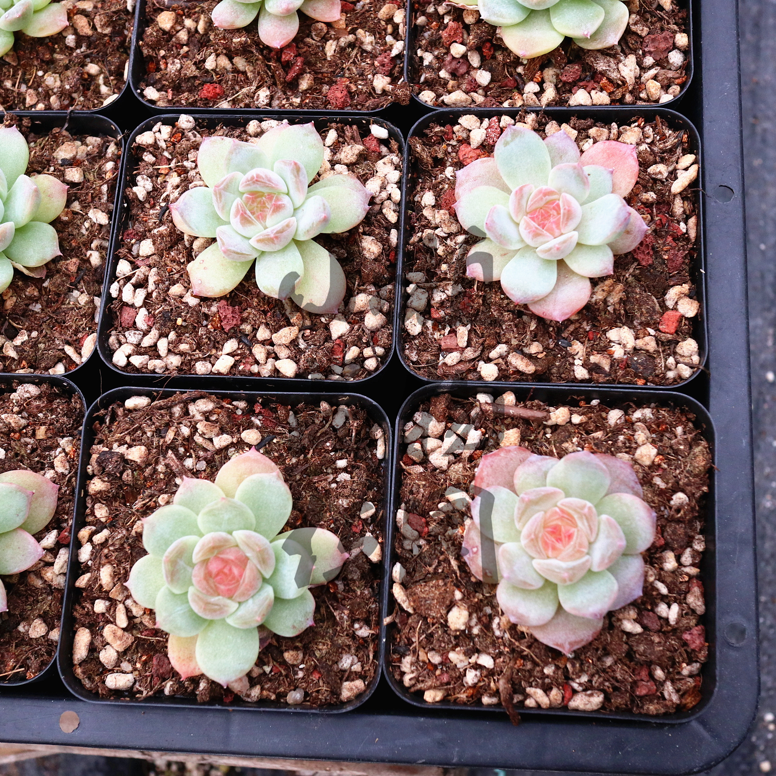 冰魄多肉植物冰珀 粉钻一物一拍盆栽糖心冰心钻心小品