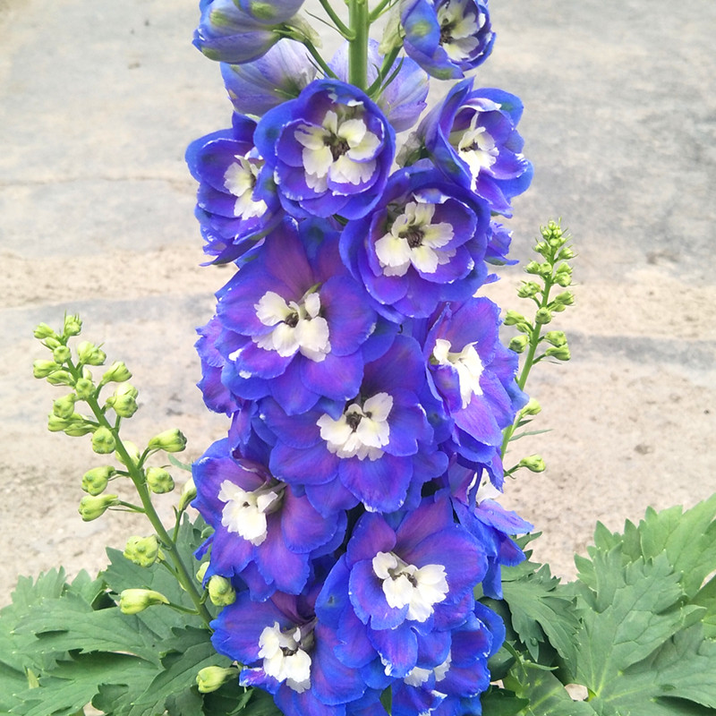 大花小花飞燕草苗多年生观花阳台庭院花境植物易活耐热花卉盆栽