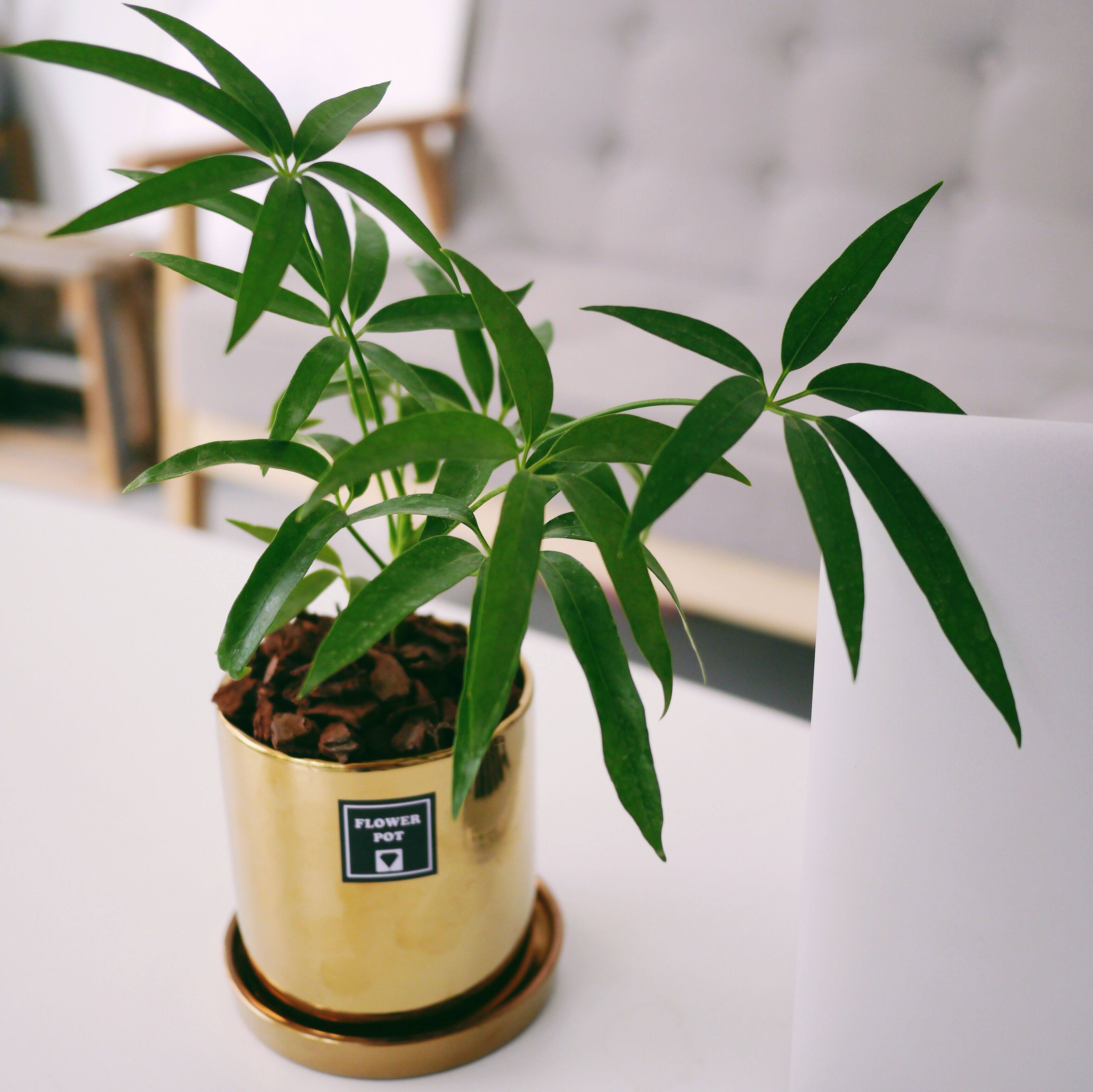 夏威夷鹅掌日本茑屋书店同款柳叶鸭脚木耐阴常绿植物绿植