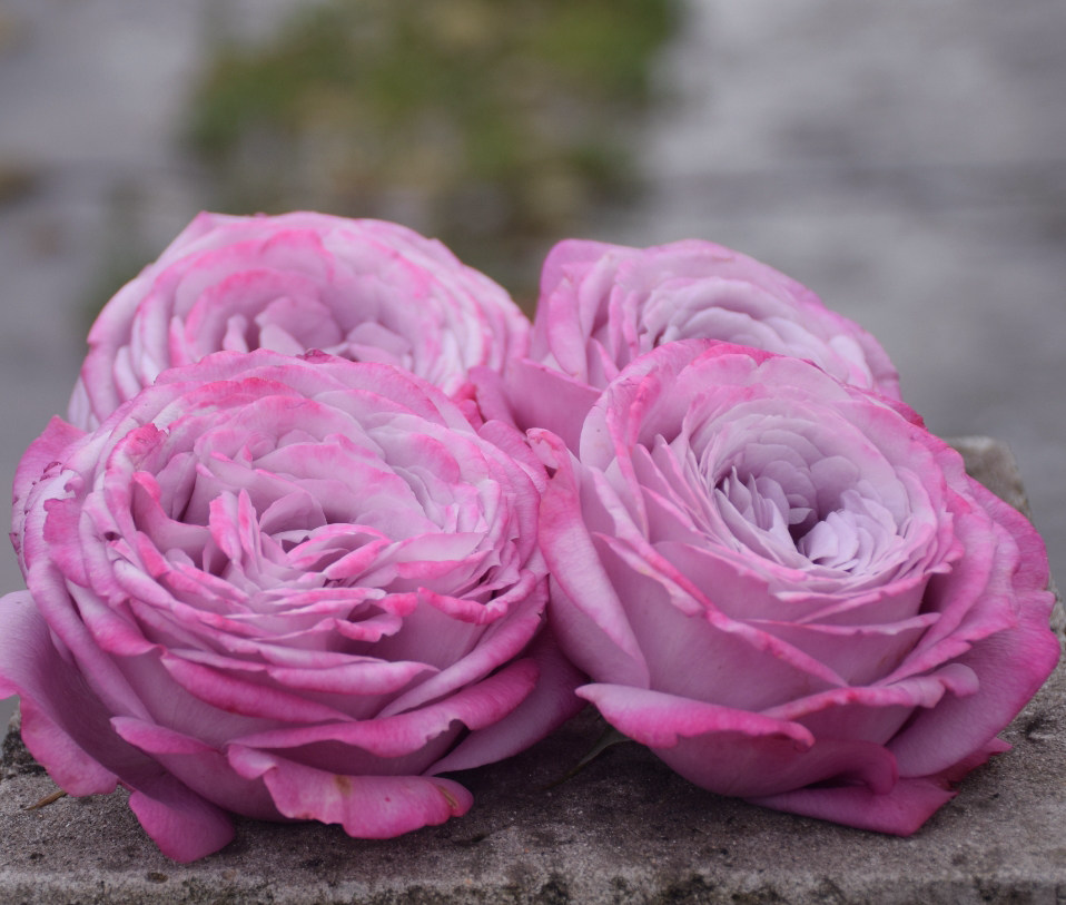 花漾河谷紫魂香水紫色冰激凌日本灌木月季包子时令草本花卉