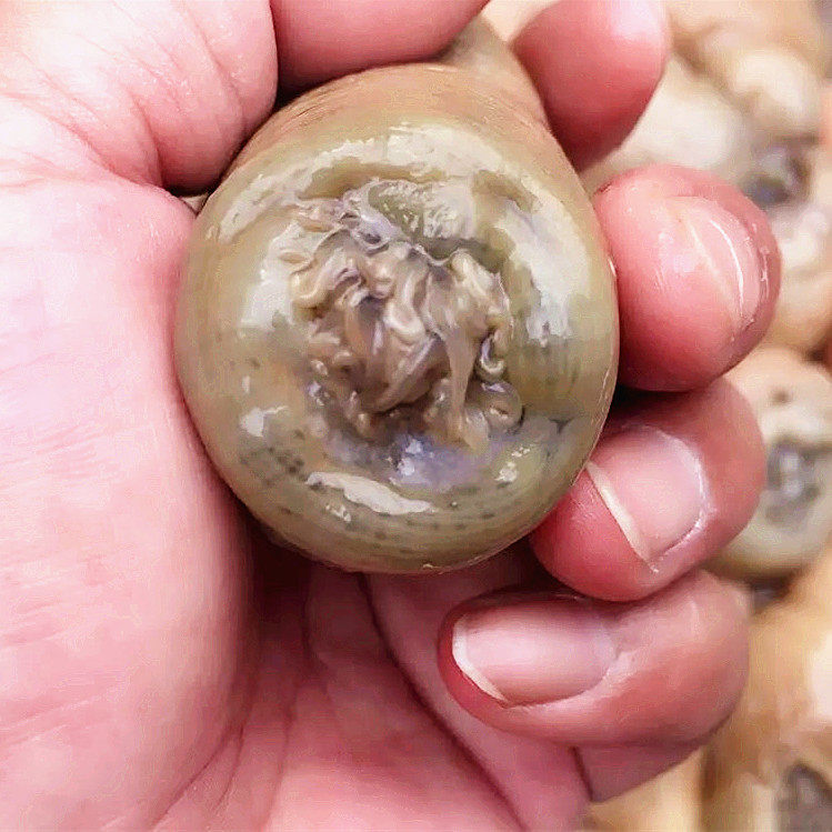 新品台州特产当天天海捕沙新鲜海海葵鲜活海鲜其它