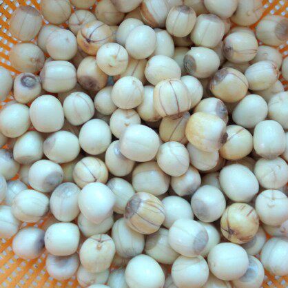 莲子现剥新鲜成熟莲蓬米老带壳煲汤三斤包邮新鲜莲蓬