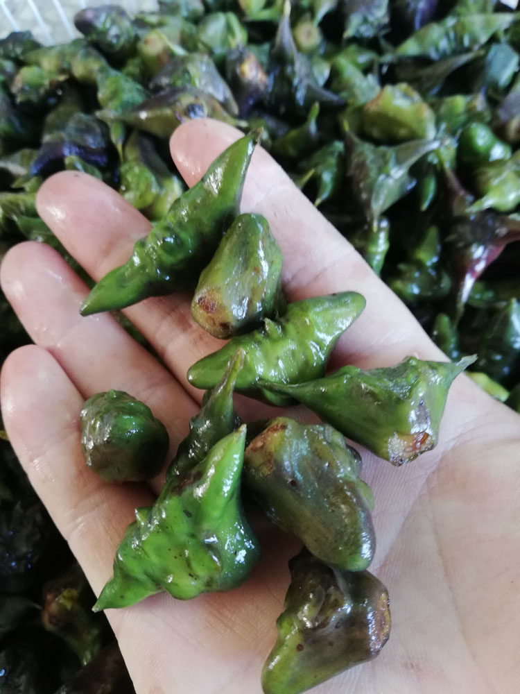 菱角6月售现摘纯野生非大洪湖湖区粉糯湖北菱角