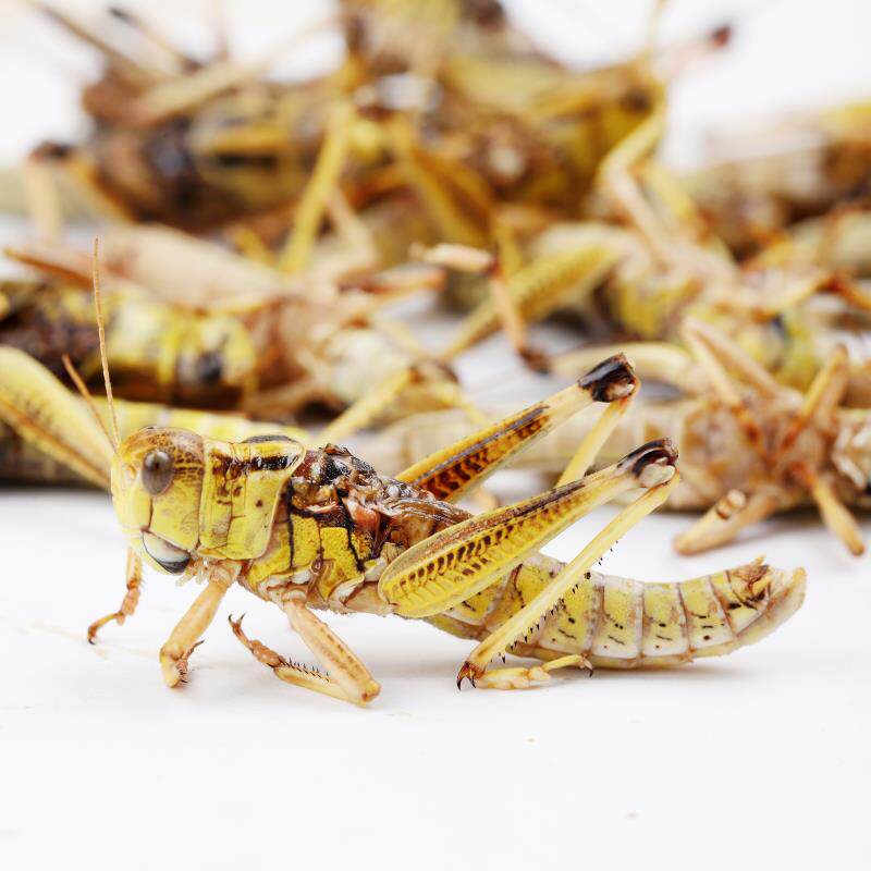 2021新鲜特价活体速冻纯母蚂蚱东亚亚飞蝗虫其他食品