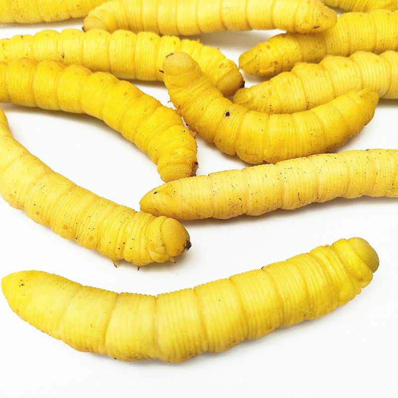 山东特产品新鲜冷冻天然食用垂钓豆虫豆丹豆青虫豆天蛾1斤包邮