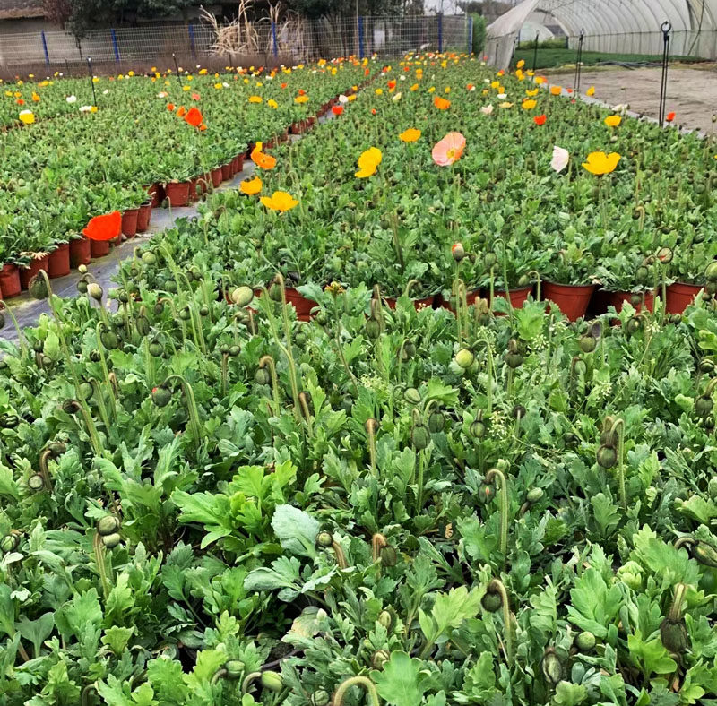 好养成都户外苗木花卉销售虞美人四季草花美观观叶