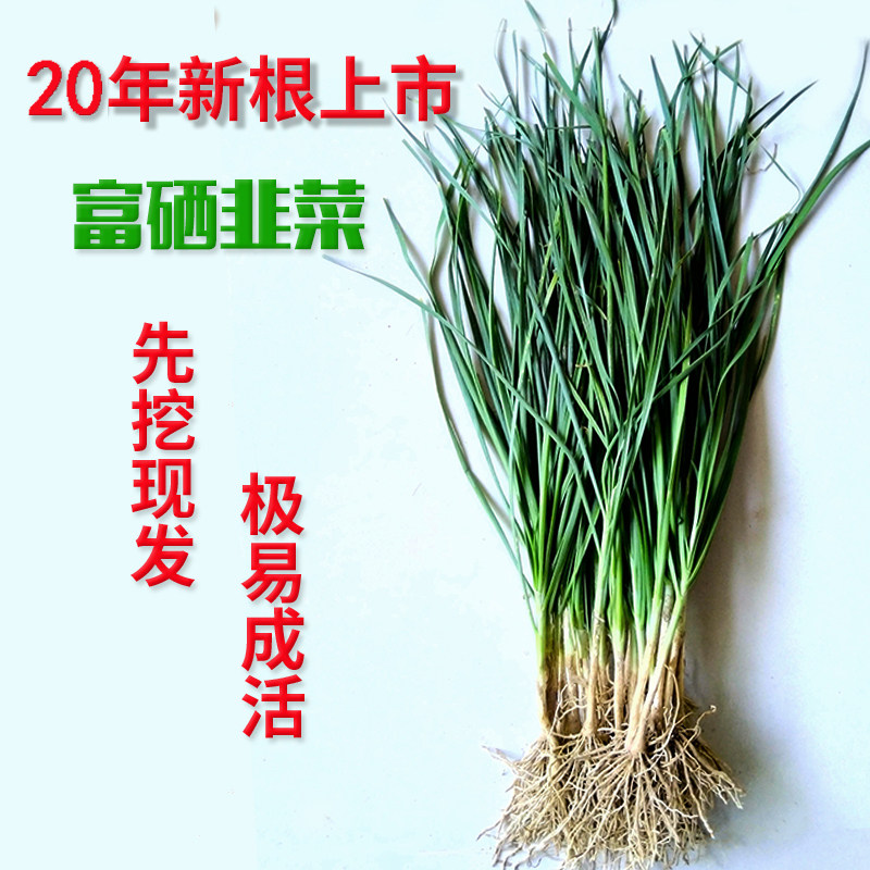 新韭菜根苗韭菜苗紫根红根宽叶小叶韭菜根细香韭菜种根种子籽阳台盆栽
