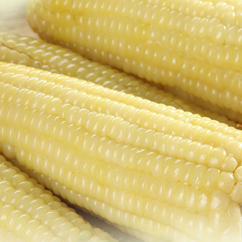 东北粘玉米甜糯玉米棒黑龙江伊春黏苞米糯玉米真空包装白玉米8棒