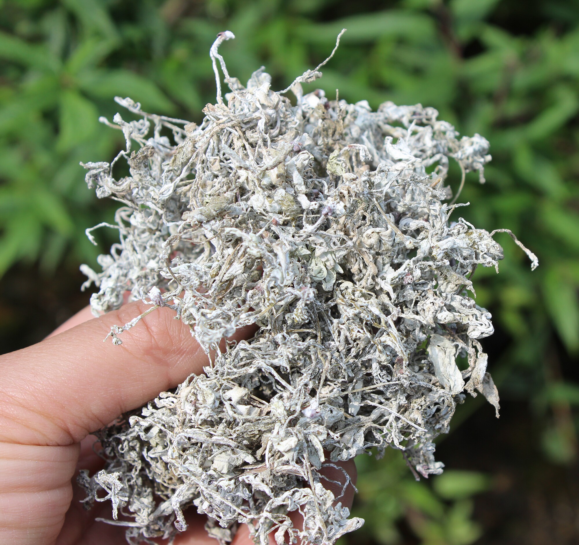 张家界嫩芽尖莓野生嫩叶龙须藤婆养生土家甘露养生茶