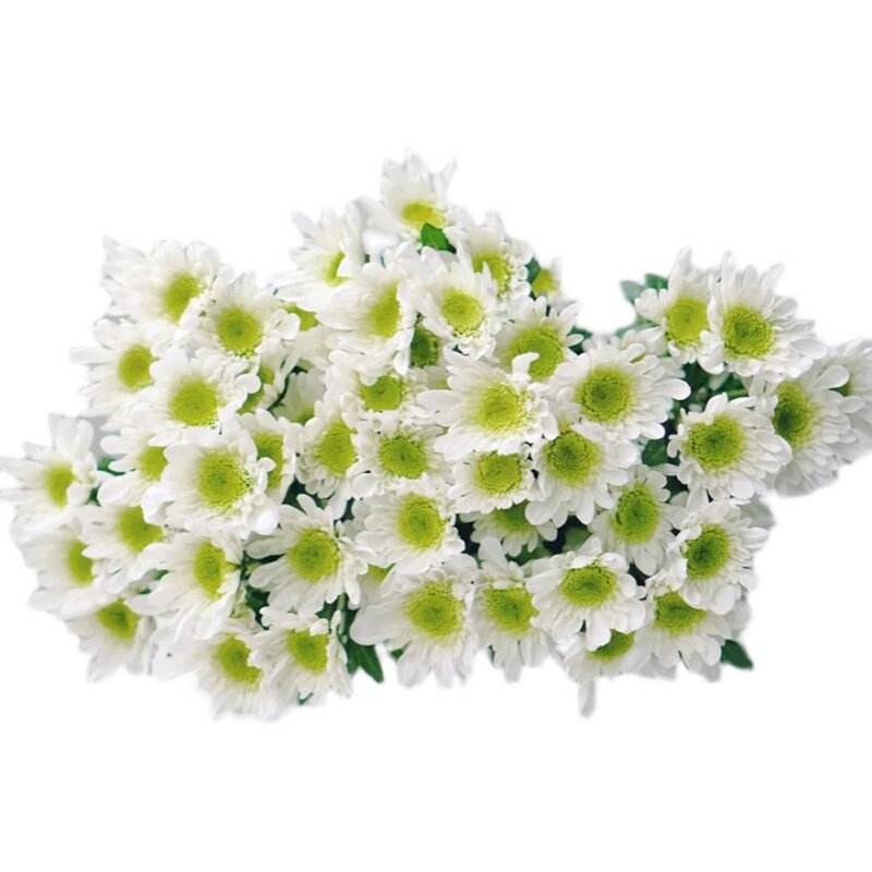 绿精灵小雏菊鲜花家用水养鲜切花插花迷你菊办公会议插花