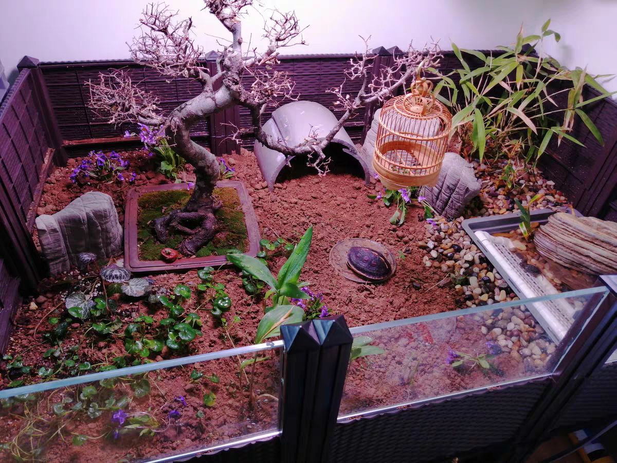 饲养组合黄缘环境木纹半水陆龟繁殖造景乌龟笼子