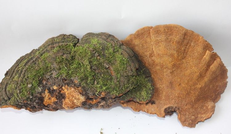 野生松针长白山层孔灵芝林芝整枝灵芝