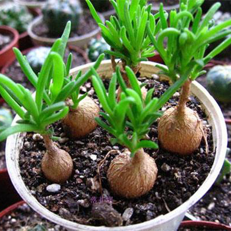 花龙园艺冰花块根番杏根系形如人参米白白色多肉植物