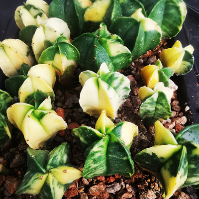 花龙园艺鸾凤玉锦实生黄锦晕染地直多肉植物