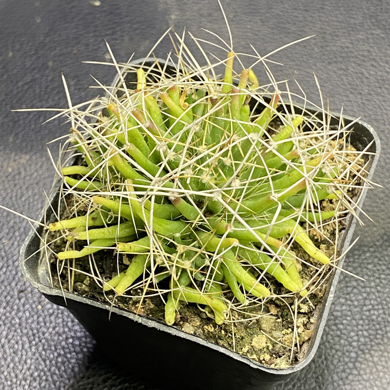 花龙园艺琴丝仙人长刺软刺座扎手母本多肉植物