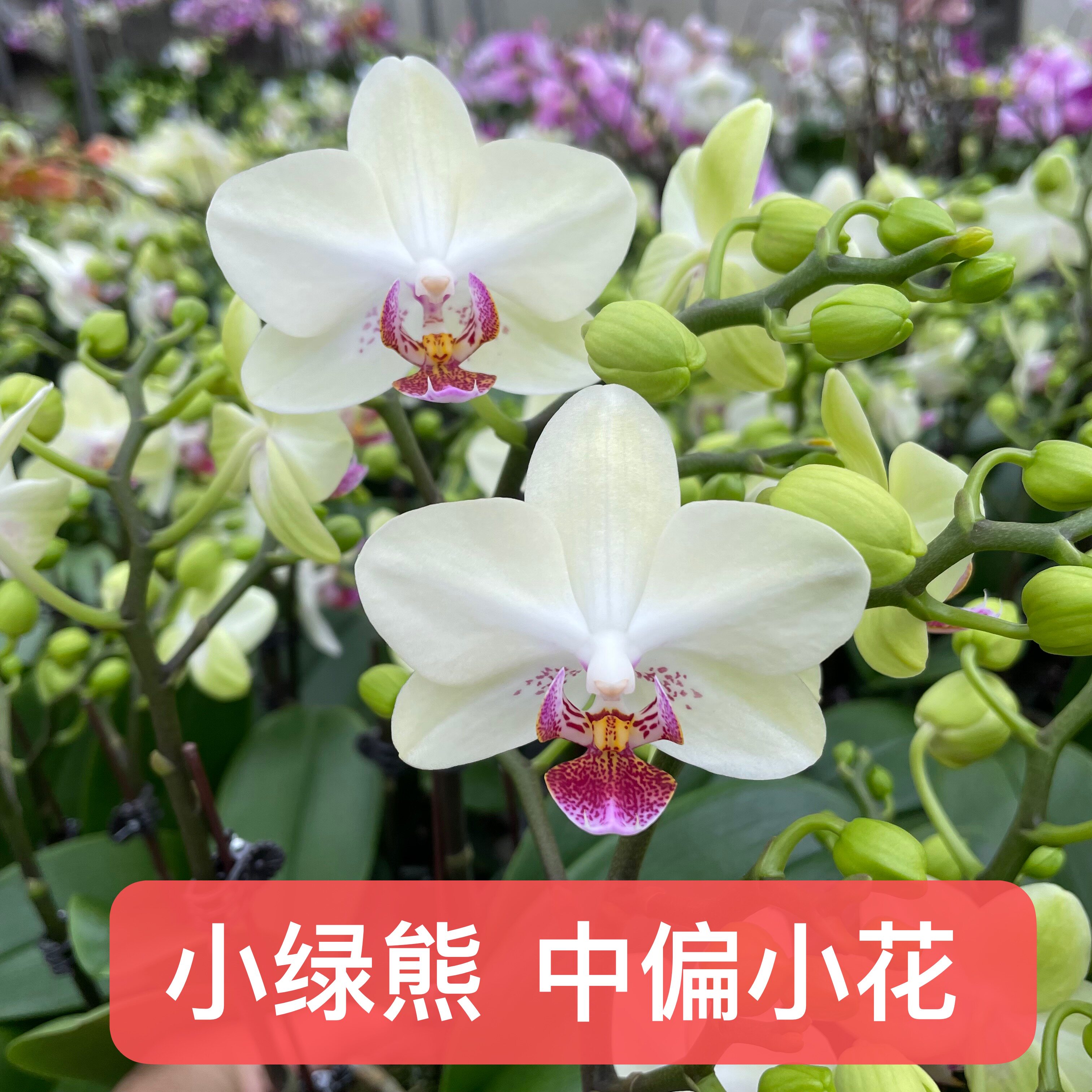 花坊原生蝴蝶兰花剑开花贝丽娜稀有品种绿植盆栽家花卉