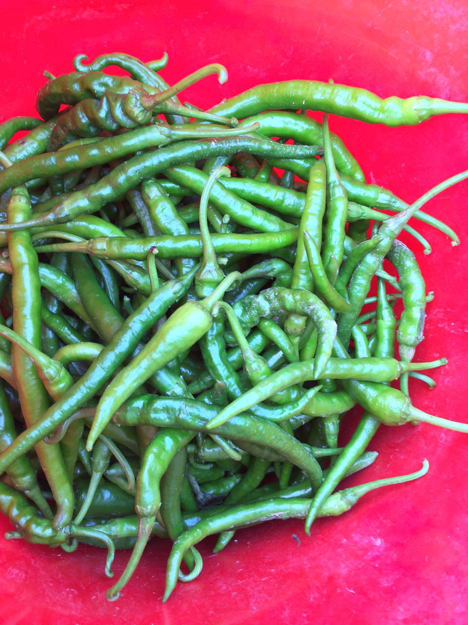 青椒湖南武冈农家自种新鲜虎皮辣椒菜椒本地辣椒