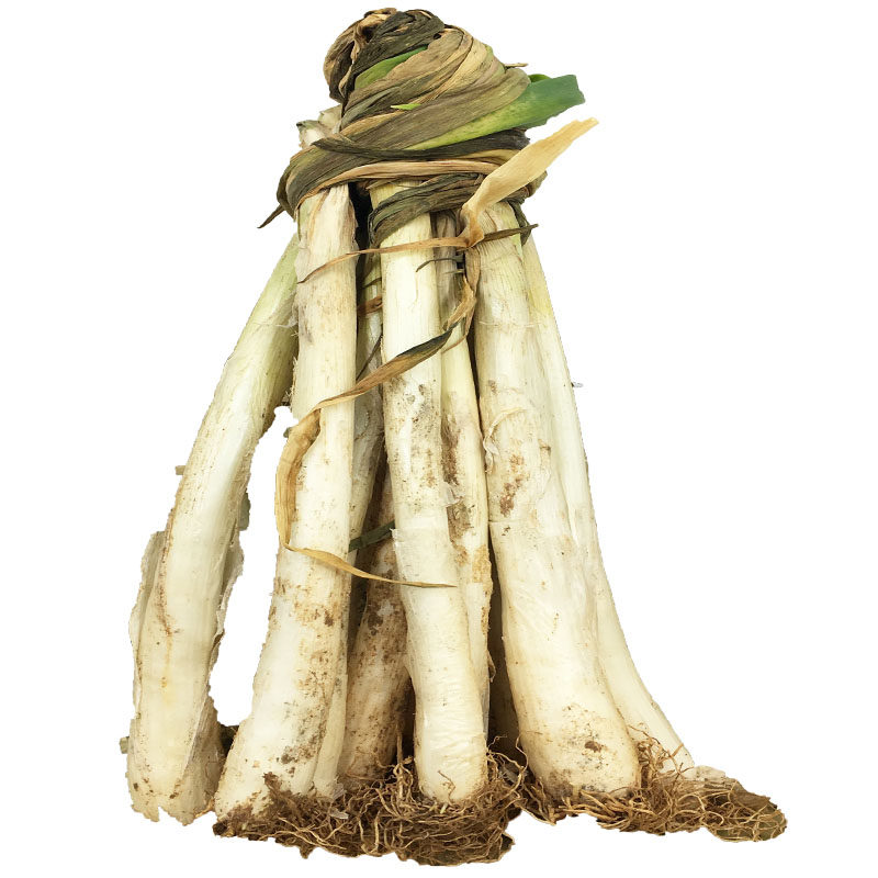 山东枣庄本地葱农家大葱新鲜老葱鲜葱脆甜无筋鸡腿葱特产蔬菜5斤