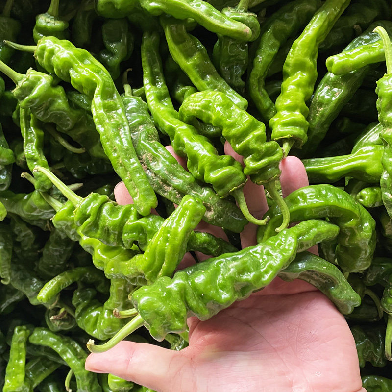 辣椒3斤山东枣庄本地薄皮皱皮新鲜炒鸡现摘其它