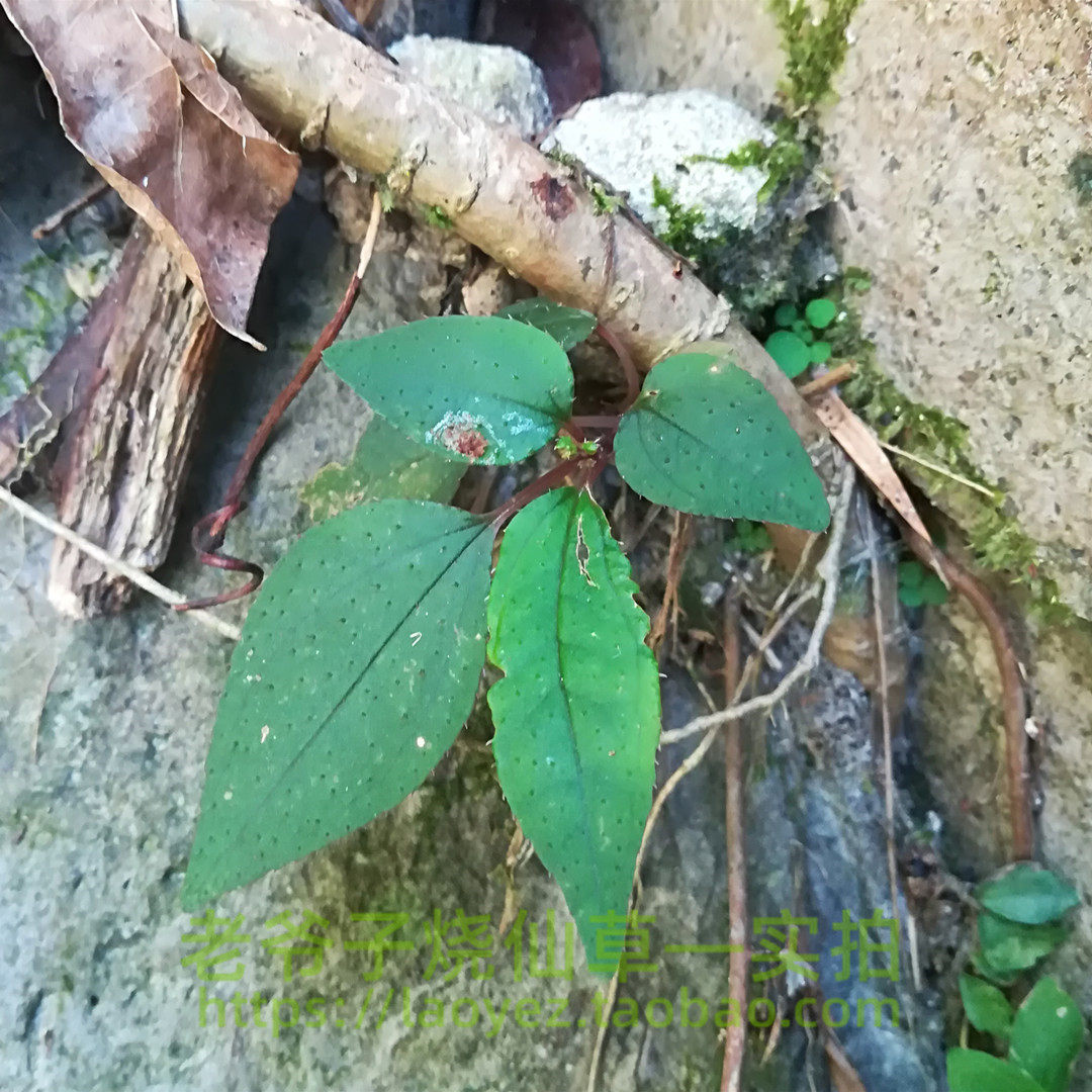 风柜斗正宗野生楮头红风谷草风鼓干品50克鲜品其他药食同源食品