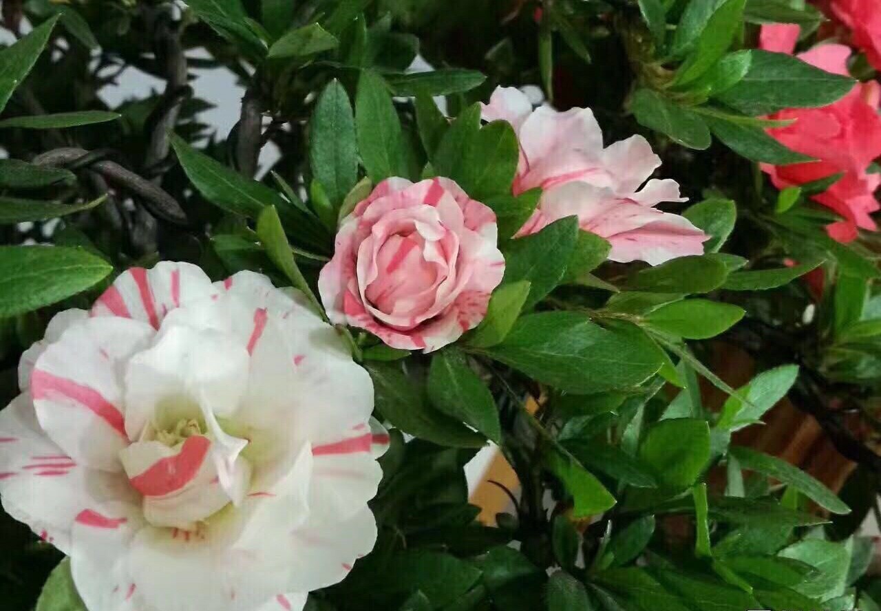 盆景杜鹃花五宝绿珠造型老桩杜鹃盆栽7年阳台时令草本花卉