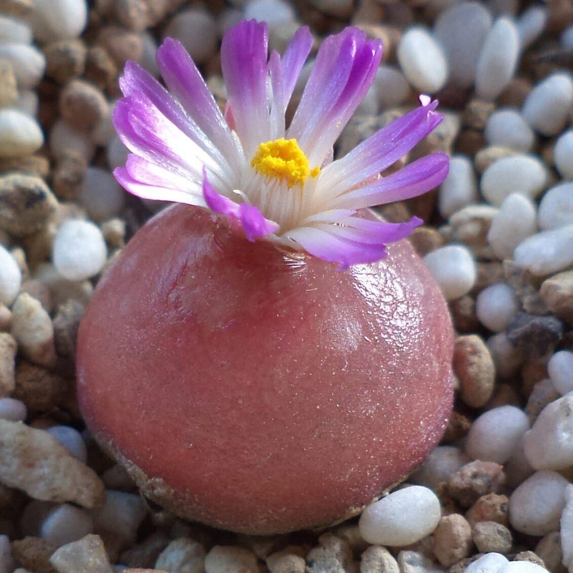 肉锥灯泡花番杏科稀有品种植物种植进口多肉多肉植物