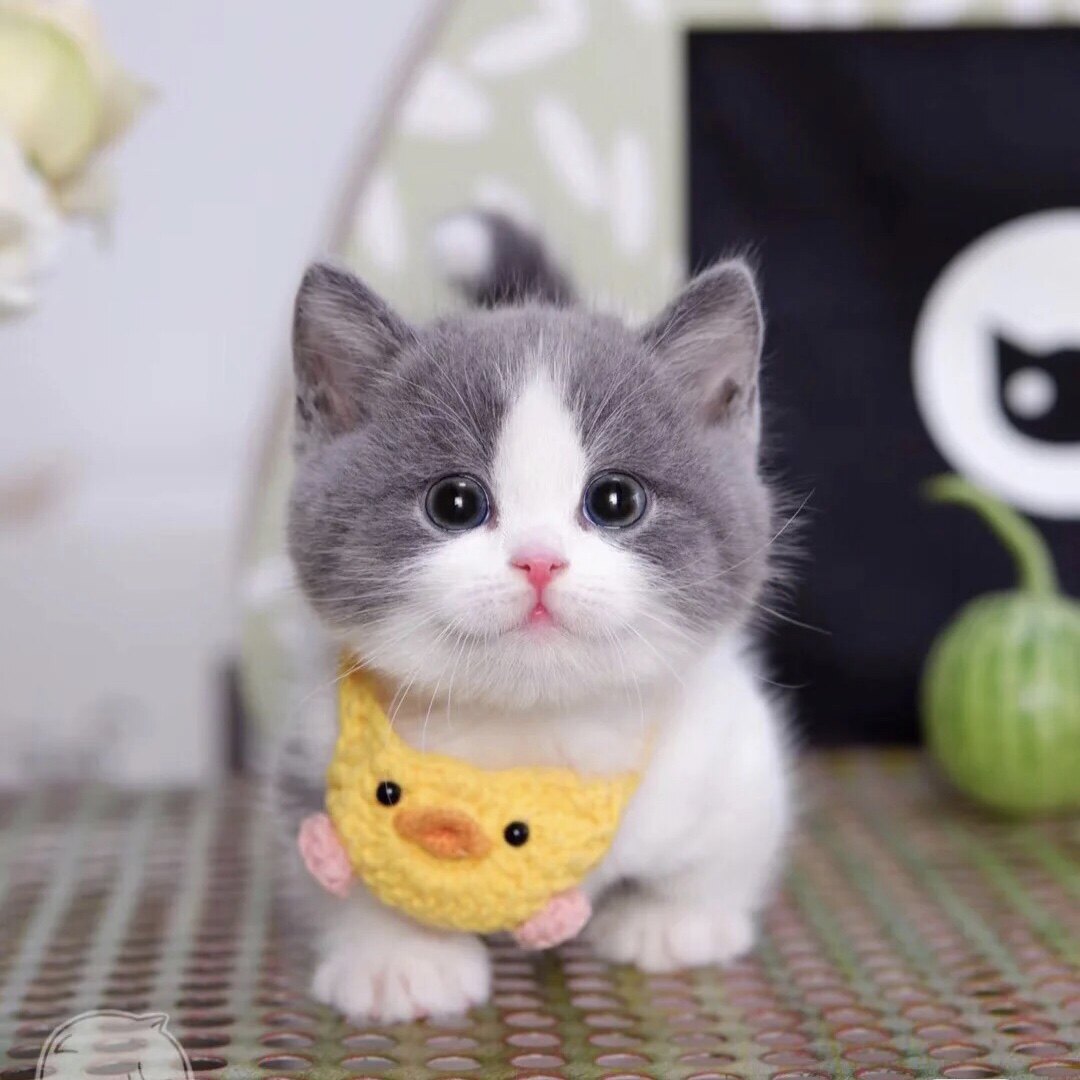 猫咪活物英短蓝白蓝猫活体宠物猫银渐层幼猫猫咪
