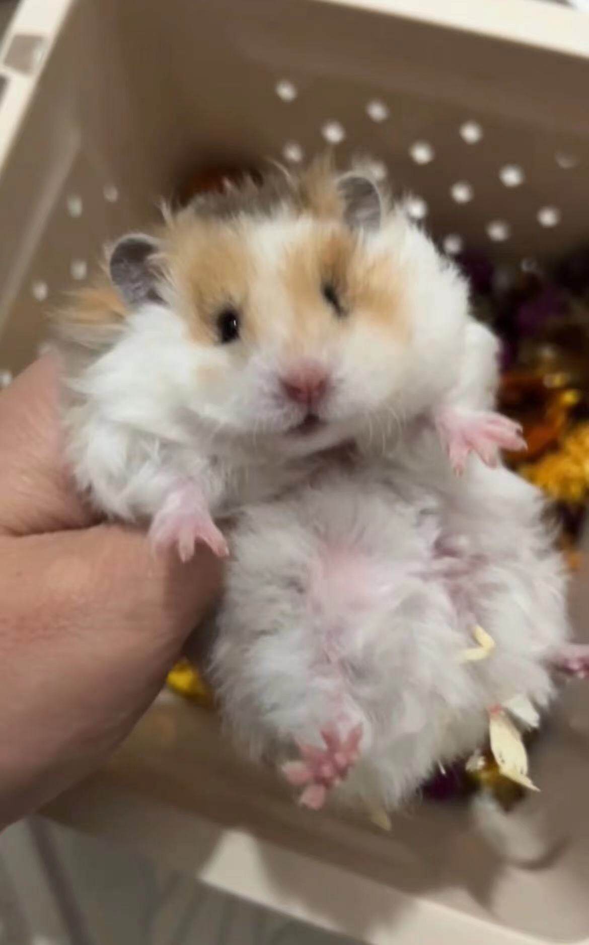 非全款稀有宝宝宠物波利金丝熊熊波利卷毛面纹鸽灰仓鼠