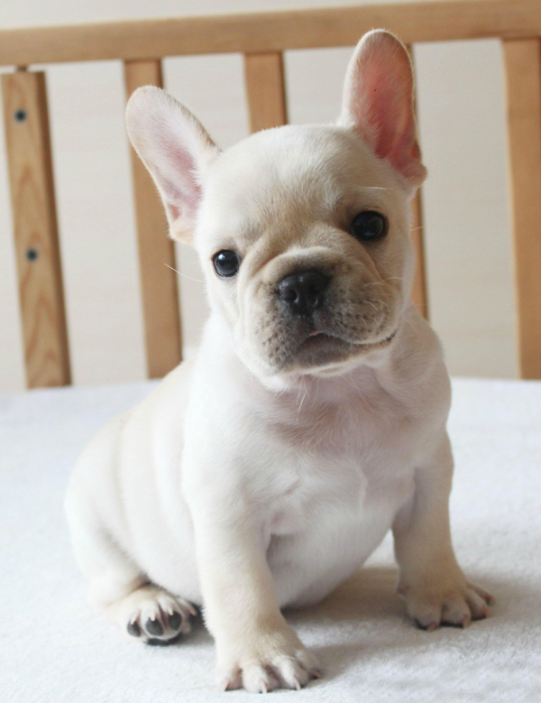 纯种法国斗牛犬幼犬法斗狗狗法牛时尚潮宠品种公母都有引进p