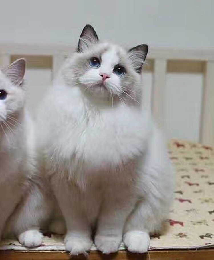 上海出售纯种布偶猫活体蓝双色海豹重点色手套色布偶幼猫宠物猫g