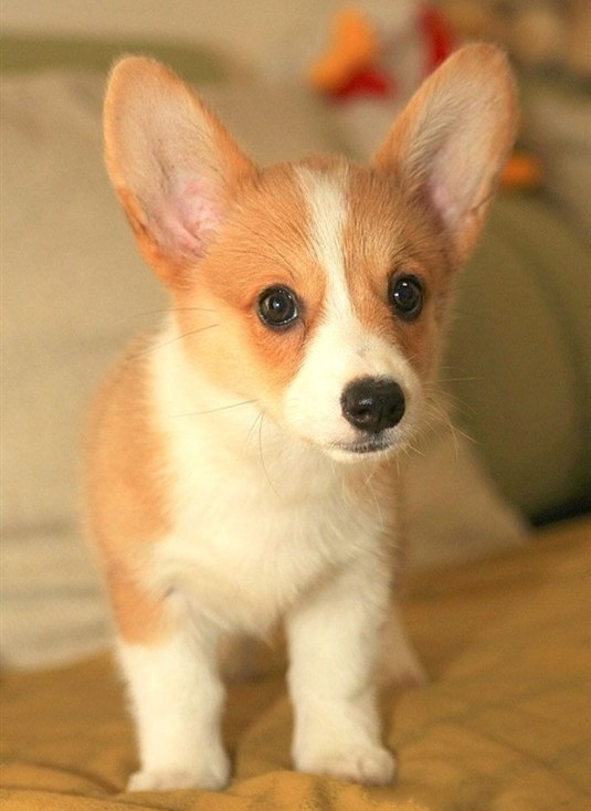 柯基双色纯种狗狗两色幼犬聪明温顺电动马达狗狗