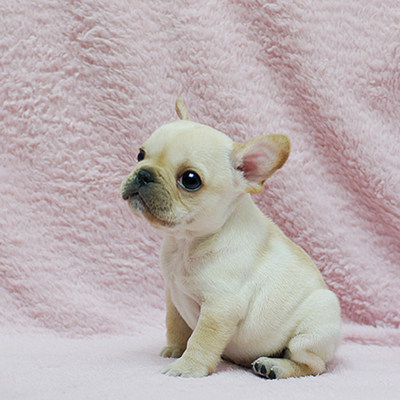 纯白法国斗牛犬活体奶油色法斗幼犬纯黑法牛幼崽黑白法斗海盗眼g