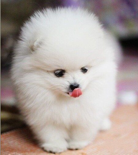 聪明甜美博美幼犬宠物狗家庭宠物活体狗狗