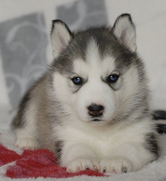 灰色三把火纯种哈士奇幼犬活体宠物狗狗二哈精神帅气驱虫疫苗全g