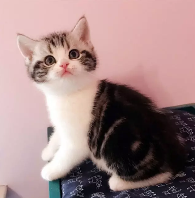 美短出售加白起司猫宠物银虎美国短毛猫幼活体猫咪
