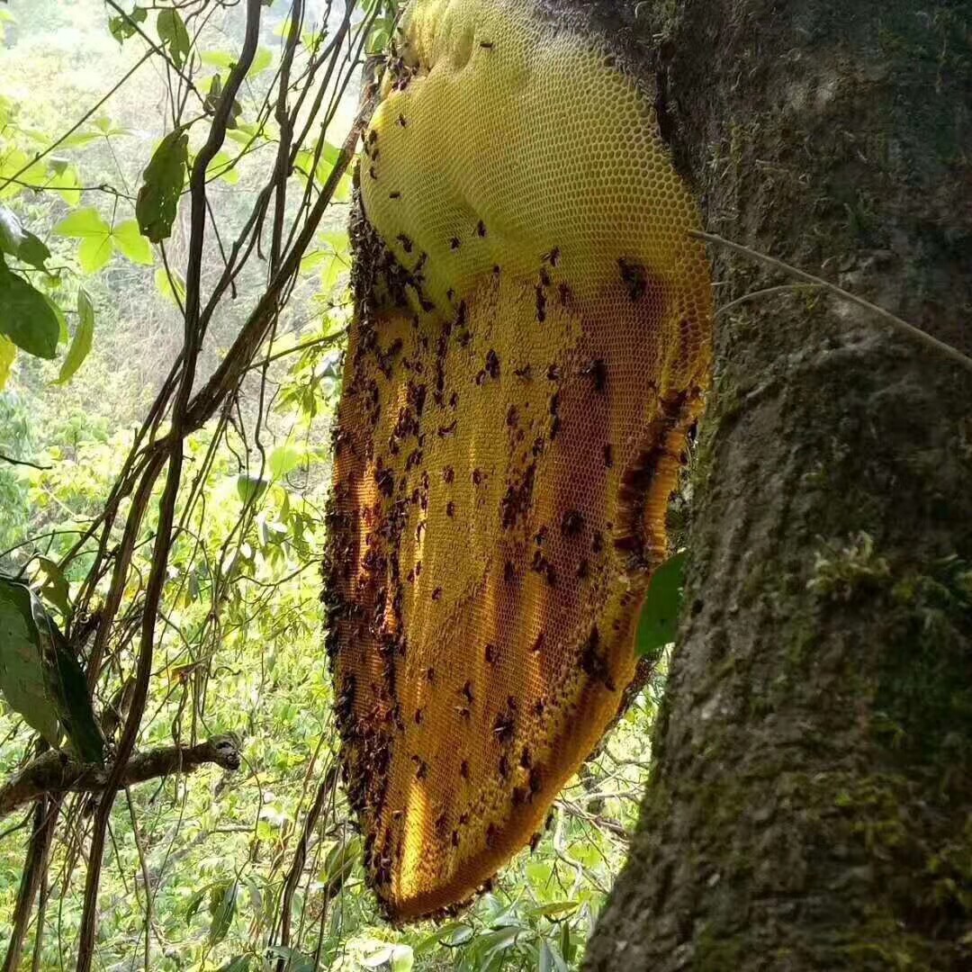6瓶王胎冻干片野生土酸蜜悬崖蜜树洞蜜蜂王浆